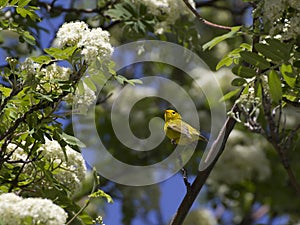 Happy Yellow Wilsons Warbler Bird Flowering Tree